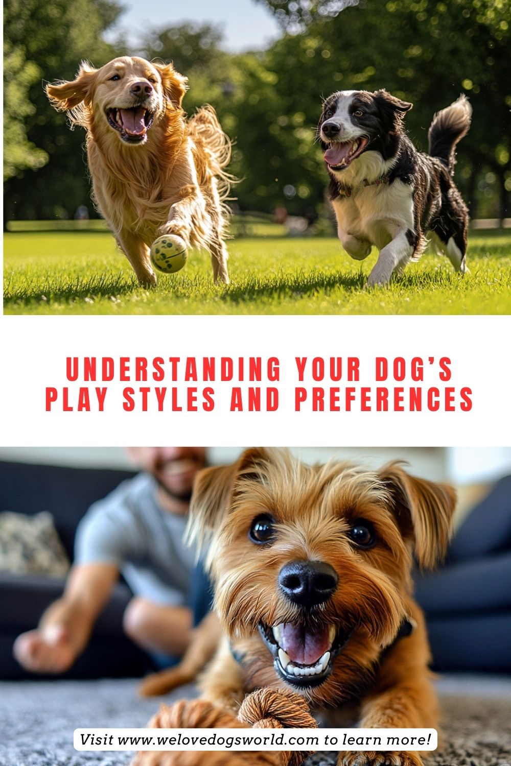 Understanding Your Dog’s Play Styles and Preferences

