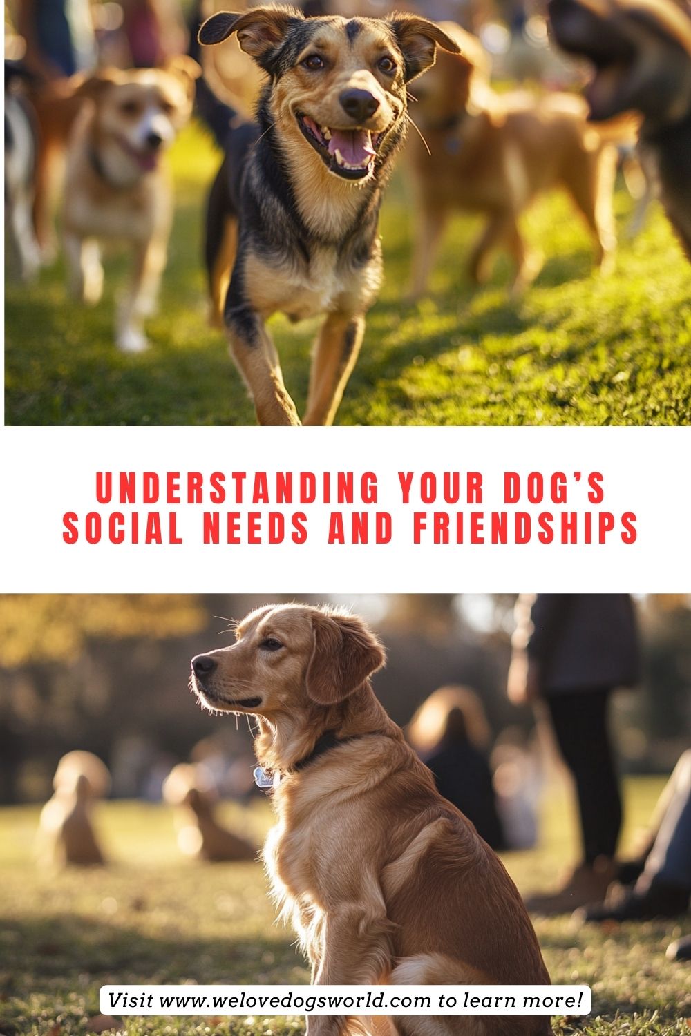 Understanding Your Dog’s Social Needs and Friendships