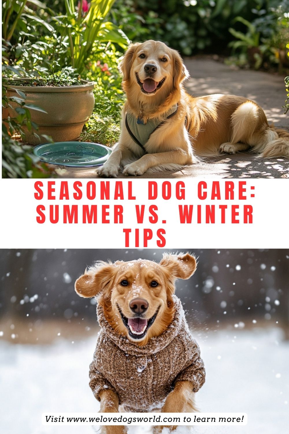 Seasonal Dog Care: Summer vs. Winter Tips

